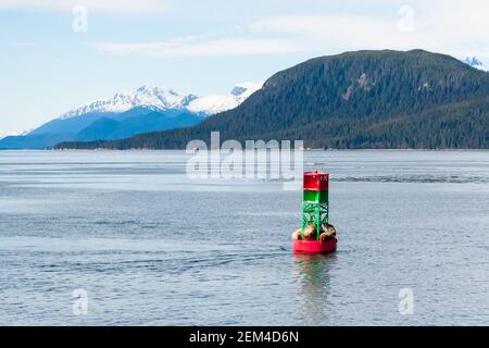 Eine Gruppe von Steller Seelöwen (Eumetopias jubatus), die auf einer Schifffahrtsboje vor der Küste Alaskas ruht, mit schneebedeckten Bergen im Hintergrund Stockfoto