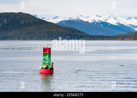 Eine Gruppe von Steller Seelöwen (Eumetopias jubatus), die auf einer Schifffahrtsboje vor der Küste Alaskas ruht, mit schneebedeckten Bergen im Hintergrund Stockfoto