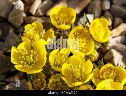 Eranthist cilicica gelbe Blume mit Honigbiene Insekt auf Blütenblatt. Auch 'Winter-Akonit' Familie Ranunculaceae oder Butterblume. Blüht im Frühling. Irland Stockfoto