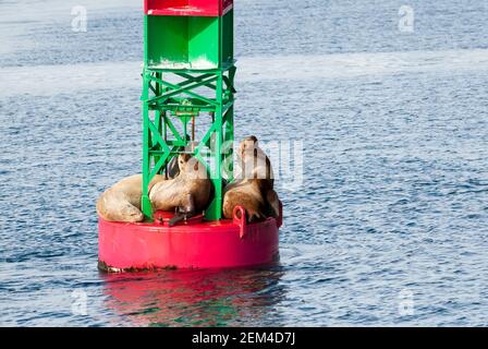 Eine Gruppe von Steller Seelöwen (Eumetopias jubatus) Ruhe auf einer Schifffahrtsboje vor der Küste von Alaska Stockfoto