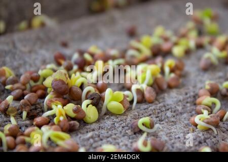 Microgreen. Nahaufnahme von Mikrogrün, das auf einer Sackleine aufwächst. Grüne Sprossen gekeimt aus hochwertigen Bio-Pflanzensamen. Balkon Gartenarbeit und Stockfoto