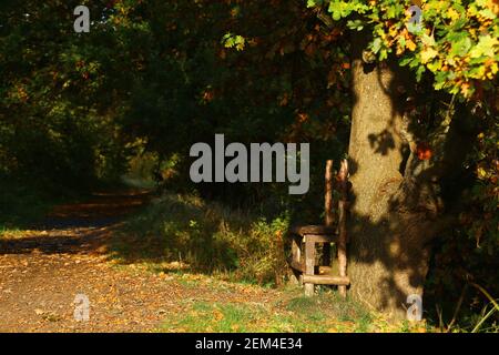 Schattiger Platz mit Sitz unter einer Eiche in Norddeutschland. Stockfoto