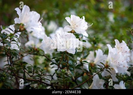 Weiße Azaleen blühen im frühen Frühjahr Stockfoto