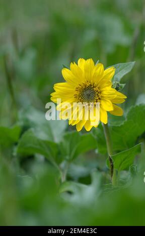 Deltoid Balsamroot (Balsamorhiza deltoidea), Cowichan Valley, Vancouver Island, British Columbia, Kanada Stockfoto