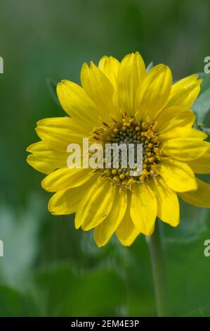 Deltoid Balsamroot (Balsamorhiza deltoidea), Cowichan Valley, Vancouver Island, British Columbia, Kanada Stockfoto