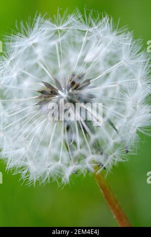 Löwenzahn, Cowichan Valley, Vancouver Island, British Columbia, Kanada Stockfoto