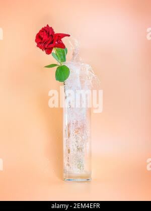 Rote Rose in Glasvase mit Spritzwasser. Abstraktes minimalistisches Bild Stockfoto
