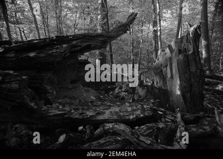 Gefallener Baum im Naturschutzgebiet NSG Eldena bei Greifswald in Deutschland. Stockfoto