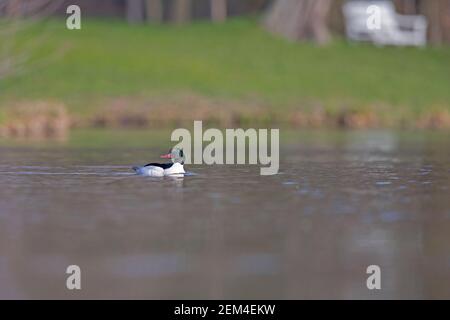 Ein männlicher Gänsehaut schwimmend in einem Stadtteich im Zentrum Berlins. Stockfoto