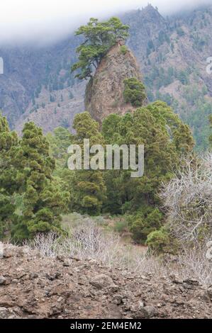 Felsen und Kanarische Kiefern. Stockfoto