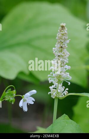 Vanilla Leaf (Achlys triphylla), Cowichan Valley, Vancouver Island, British Columbia, Kanada Stockfoto