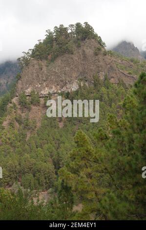 Klippe und Wald der Kanarischen Insel Kiefer. Stockfoto