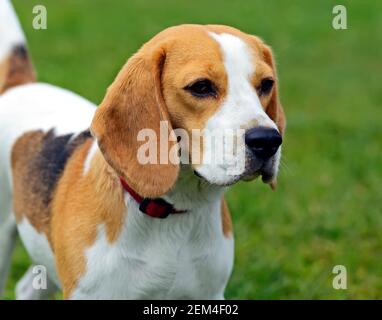 Jack Russell Terrier auf einer Hundeausstellung im Frühjahr Stockfoto