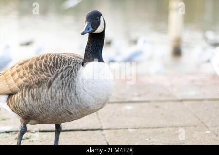 Single kanada Gans zu Fuß auf einem Bürgersteig mit anderen Vögeln im Hintergrund, schwarz grau und weiß großen Vogel in der Stadt oder Stadt auf der Suche nach Nahrung, Arten Stockfoto