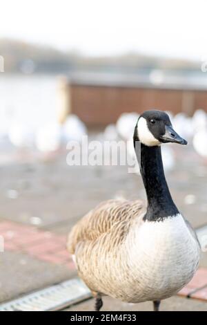 Single kanada Gans zu Fuß auf einem Bürgersteig mit anderen Vögeln im Hintergrund, schwarz grau und weiß großen Vogel in der Stadt oder Stadt auf der Suche nach Nahrung, Arten Stockfoto