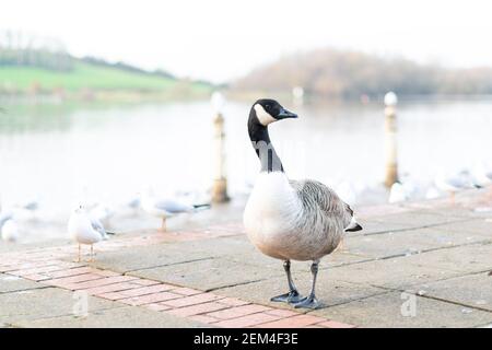 Single kanada Gans zu Fuß auf einem Bürgersteig mit anderen Vögeln im Hintergrund, schwarz grau und weiß großen Vogel in der Stadt oder Stadt auf der Suche nach Nahrung, Arten Stockfoto