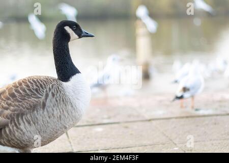 Single kanada Gans zu Fuß auf einem Bürgersteig mit anderen Vögeln im Hintergrund, schwarz grau und weiß großen Vogel in der Stadt oder Stadt auf der Suche nach Nahrung, Arten Stockfoto