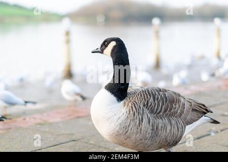 Single kanada Gans zu Fuß auf einem Bürgersteig mit anderen Vögeln im Hintergrund, schwarz grau und weiß großen Vogel in der Stadt oder Stadt auf der Suche nach Nahrung, Arten Stockfoto