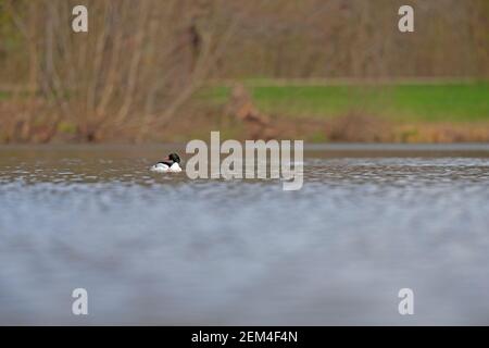 Ein männlicher Gänsehaut schwimmend in einem Stadtteich im Zentrum Berlins. Stockfoto