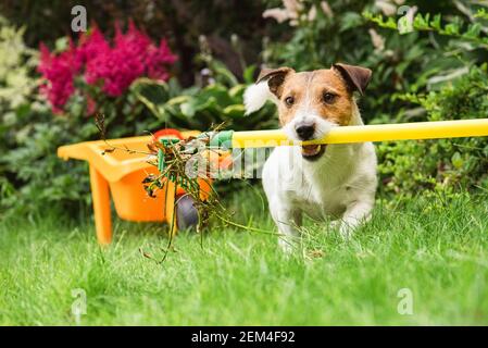 Gartenfrühling Clean Up Konzept mit Hundereinigung von alt Pflanzen Hinterhof Rasen mit Rechen Stockfoto