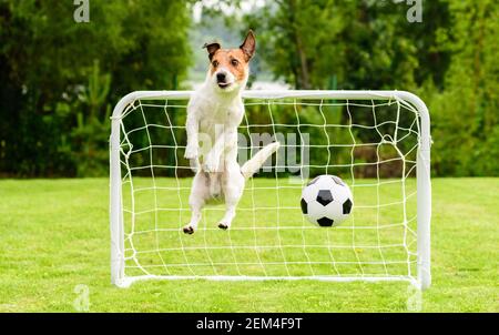 Springender Hund als lustige Torhüter kann nicht Tor und verpasst speichern Fußball (Fußball) Stockfoto