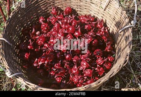 Geerntete rote Okra oder roselle (Hibiscus sabdariffa) Obst in der Medizin, Süßwaren und Tee Herstellung, Thailand verwendet Stockfoto