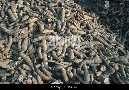 Stapel geernteter Maniok oder Maniok (Manihot esculenta) stärkehaltige Tuberöse Wurzeln verwendet, um Tapioka, Pattaya, Thailand zu extrahieren Stockfoto