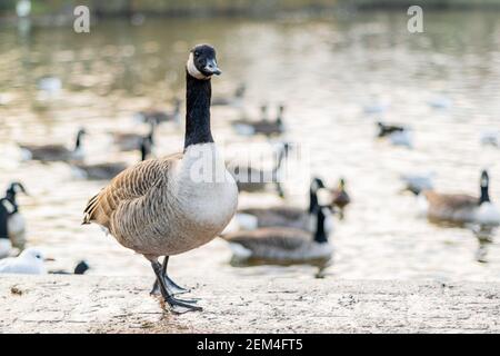 Single kanada Gans zu Fuß auf einem Bürgersteig mit anderen Vögeln im Hintergrund, schwarz grau und weiß großen Vogel in der Stadt oder Stadt auf der Suche nach Nahrung, Arten Stockfoto