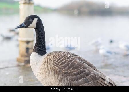 Single kanada Gans zu Fuß auf einem Bürgersteig mit anderen Vögeln im Hintergrund, schwarz grau und weiß großen Vogel in der Stadt oder Stadt auf der Suche nach Nahrung, Arten Stockfoto