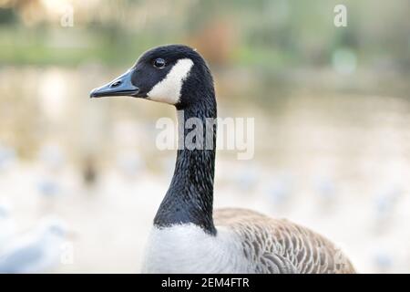 Single kanada Gans zu Fuß auf einem Bürgersteig mit anderen Vögeln im Hintergrund, schwarz grau und weiß großen Vogel in der Stadt oder Stadt auf der Suche nach Nahrung, Arten Stockfoto