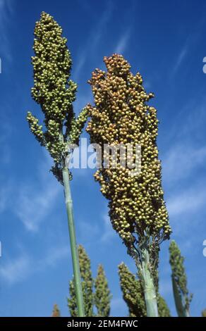 Reife Ähren von Sorghum, Ginster-Mais oder Hirse (Sorghum bicolor) gegen einen blauen Himmel, November, Thailand Stockfoto