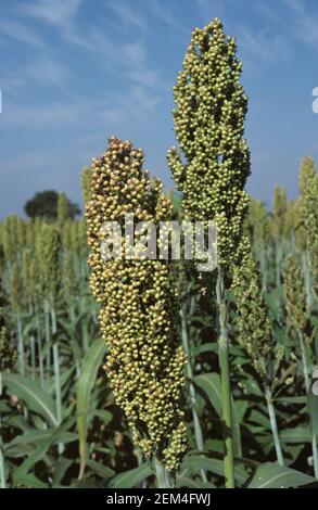 Reife Ähren von Sorghum, Ginster-Mais oder Hirse (Sorghum bicolor) gegen einen blauen Himmel, November, Thailand Stockfoto