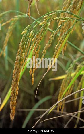 Hängende Ähren reifen Reises (Oryza sativa) mit reifenden Körnern auf Ernte nahe der Ernte, Chiang Mai, Thailand, November Stockfoto