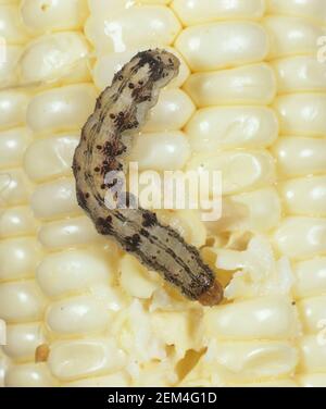 Baumwollbollworm, Maisohrwurm oder alte Welt Pollenwurm (Helicoverpa armigera) Raupe Fütterung auf beschädigten Mais oder Maiskolben Stockfoto