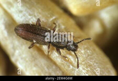 Händler- oder Sägezahnkäfer (Oryzaephilus mercator) Adultes Korn stor Pest auf gelagertem Gerstenkorn Stockfoto