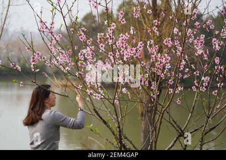 (210224) -- NANCHANG, 24. Februar 2021 (Xinhua) -- EINE Frau fotografiert Blüten im High-Tech-Bezirk Nanchang, Ostchinas Provinz Jiangxi, 24. Februar 2021. (Xinhua/Zhou Mi) Stockfoto