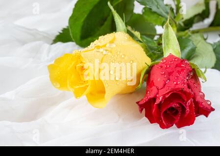 Bunte Rosen mit Wassertröpfchen - weißer Hintergrund Stockfoto