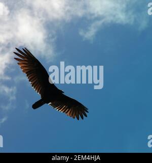 Ein Geier, der gegen einen blauen Himmel mit hellen Wolken fliegt Stockfoto