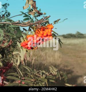 Rote Beeren auf einem Strauch im Feld Stockfoto