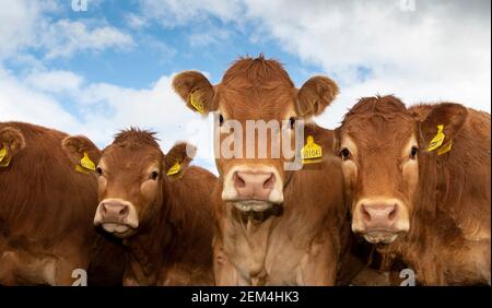 Herde von Limousin Färsen Blick hinunter und Umgebung Bauer, Yorkshire, Großbritannien. Stockfoto