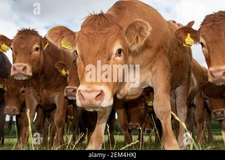 Herde von Limousin Färsen Blick hinunter und Umgebung Bauer, Yorkshire, Großbritannien. Stockfoto