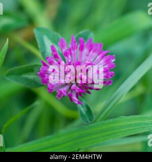 Eine einzelne Blume eines roten Klees mit hinter einer Blume ein Kleeblatt, Es gibt auch Gras im Bild. Stockfoto