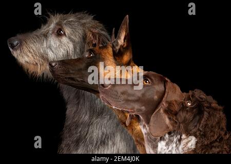 Gruppe Seitenansicht Porträt des Hundes verschiedener Rassen gegen Schwarzer Hintergrund Stockfoto