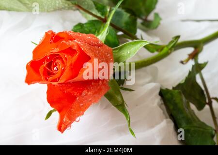Orange Rose mit Wassertropfen - weißer Hintergrund Stockfoto