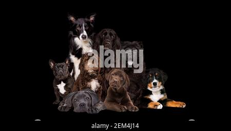 Acht Hunde isoliert auf schwarzem Hintergrund und Blick auf die Kamera Stockfoto