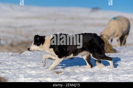 Working Border Collie Schäferhund mit swaledale Mutterschafen im Schnee auf Moorland im Yorkshire Dales National Park, Großbritannien. Stockfoto
