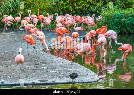 Herde rosa amerikanischer Flamingos (Phoenicopterus ruber) (Auch bekannt als karibischer Flamingo) in einem Garten Stockfoto