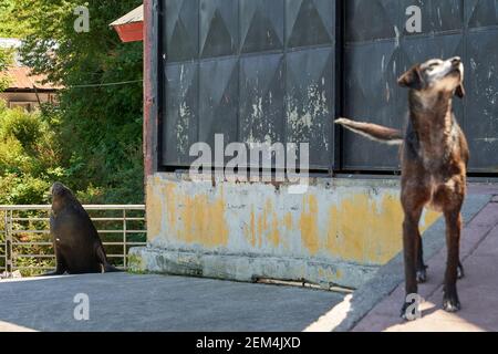 Alte Robbe zusammen mit einem alten Hund auf dem Seefuttermarkt von Puerto Montt in Patagonien, Chile, Südamerika Stockfoto