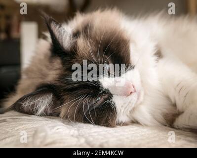 Große Nahaufnahme einer englischen Ragdoll Katze mit bicolor Gesichtsbehandlung Markierungen und lange Wimpern, wenn in schlamliger Stimmung Stockfoto