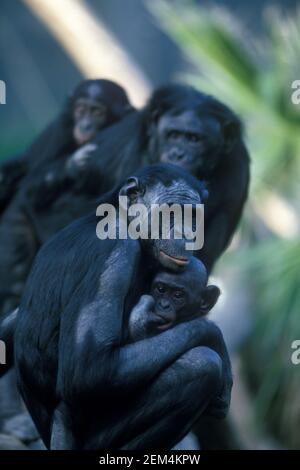 Bonobo (Zwergschimpansen) Familie (gefangen) (Pan paniscus) Gefunden in Regenwäldern von Zaire und Kongo Stockfoto